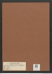 Synedra romana Rabenh. (de-Toni-Nr.: Genus 66, Species 2618) Zeichnungen Sammlung Grunow Mappe 02833 (Herbarium_W_Grunow_drawings_Folder_02833)